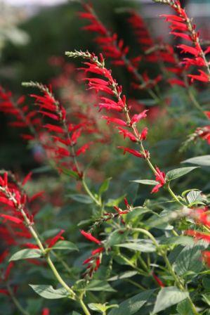 Sage, Scarlet  Salvia coccinea